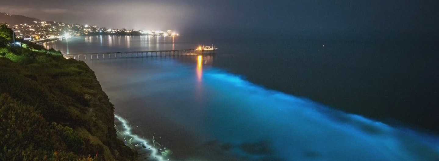 night ocean glowing with bioluminescence